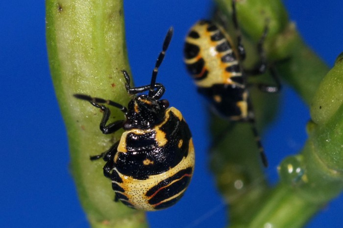 ID neanide di Eurydema sp.